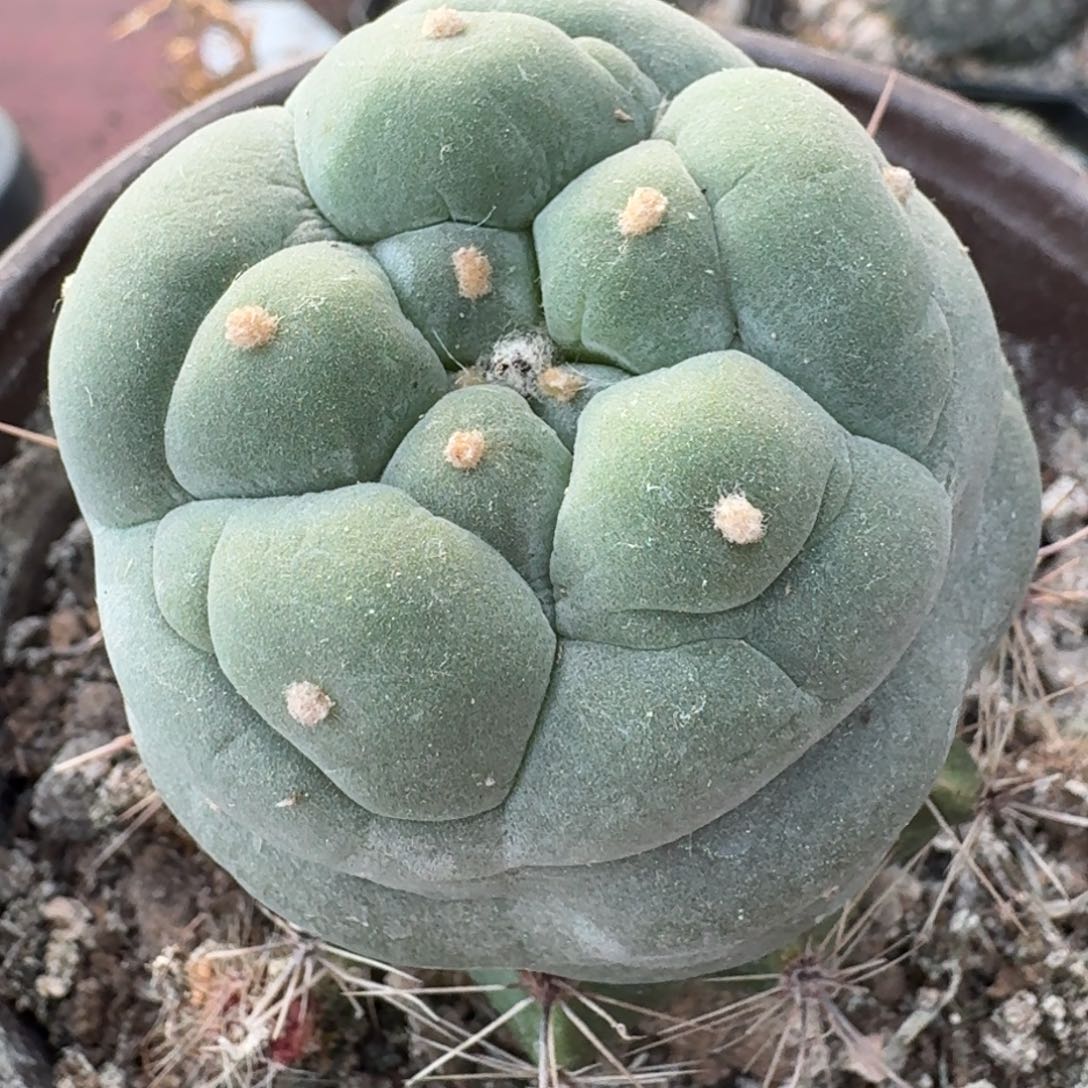 【闪购商品】五瓣大尤鲜393仙人球