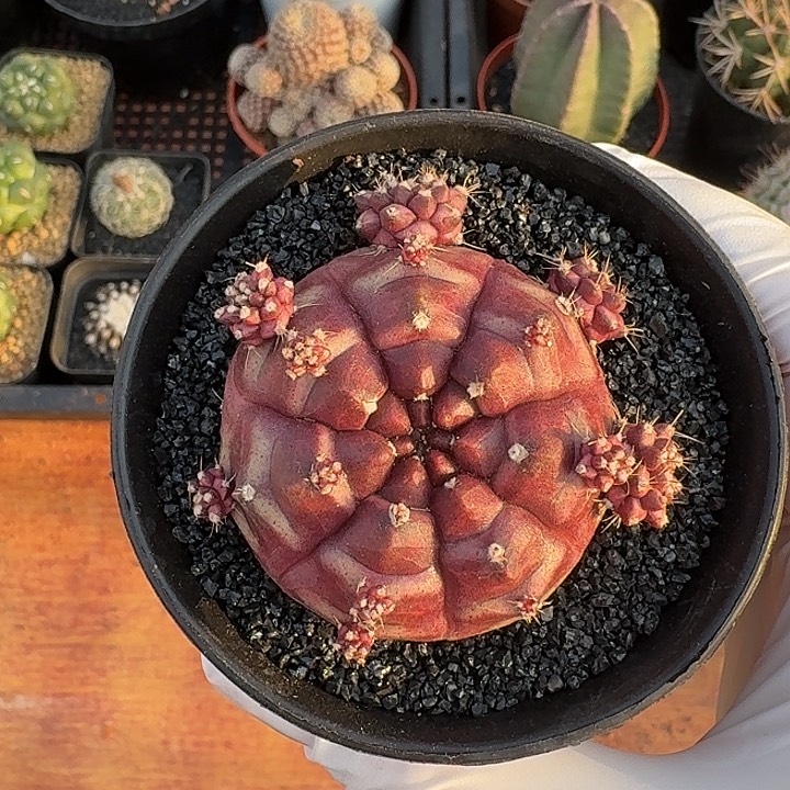 梦想仙人球仙人球12