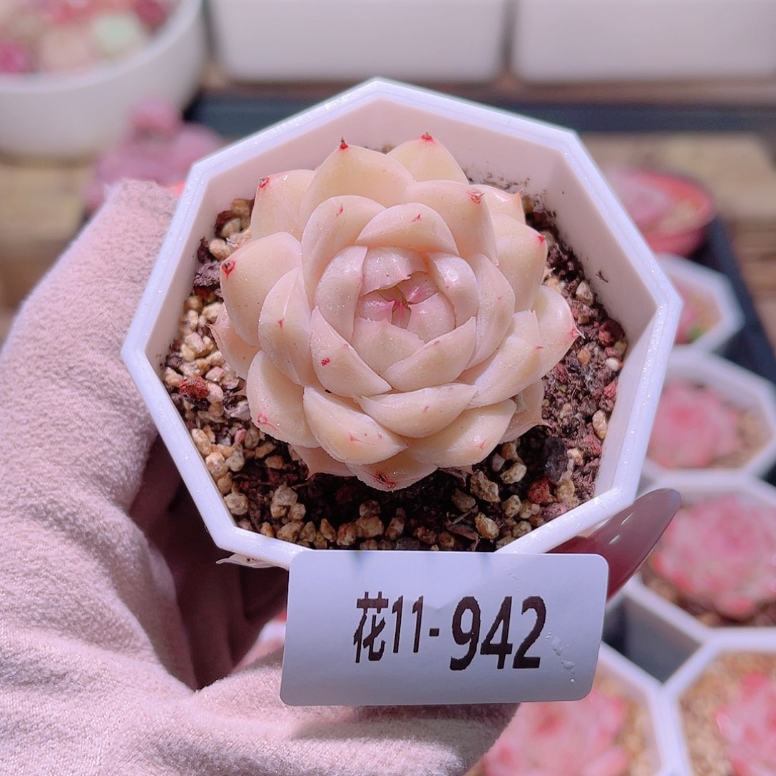 花利美11-942麦秆