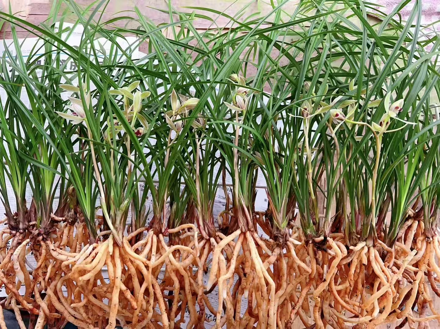 云韵兰园直播间人工种植兰花一物一拍