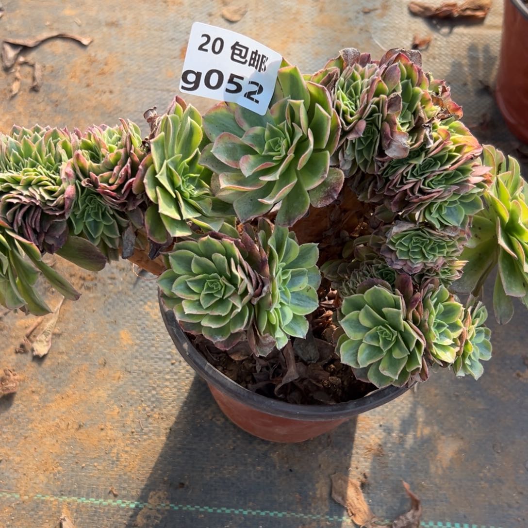 052雨荷缀，满20包邮嘟叮熊