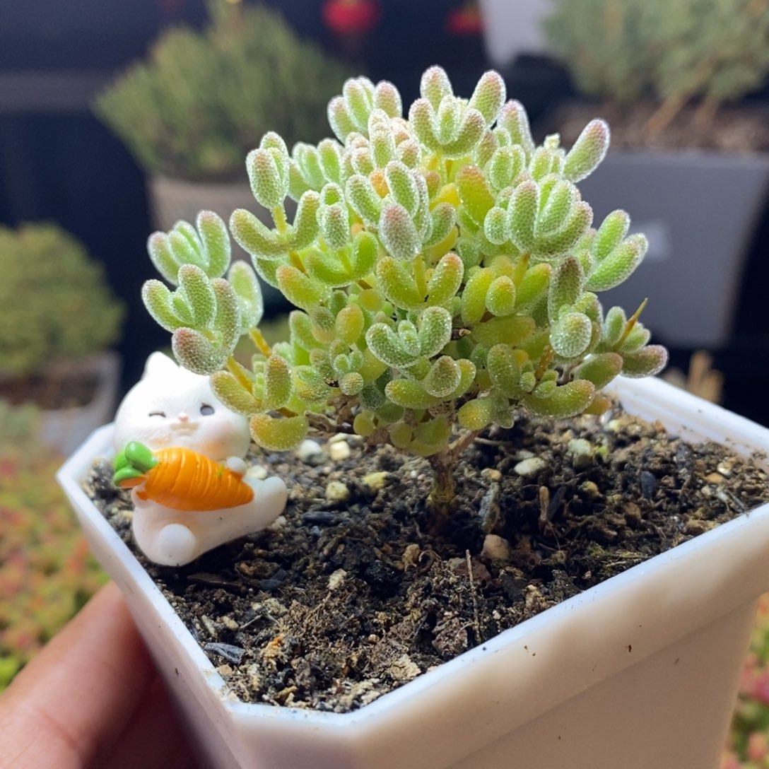 94号优选冰晶枝干多肉