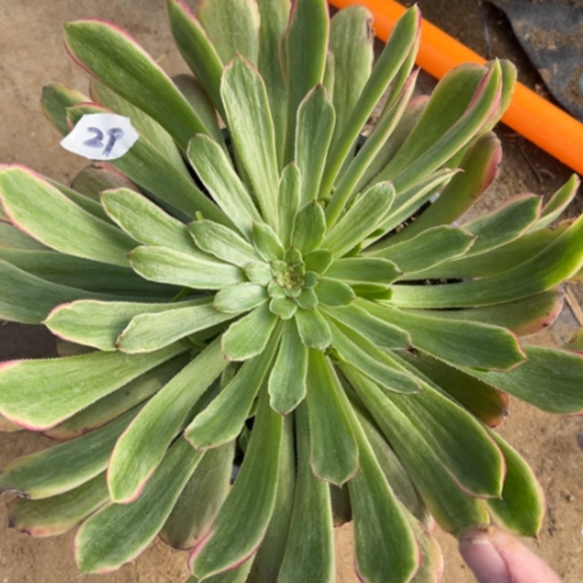 【闪购商品】29花脸粉黛多肉法师