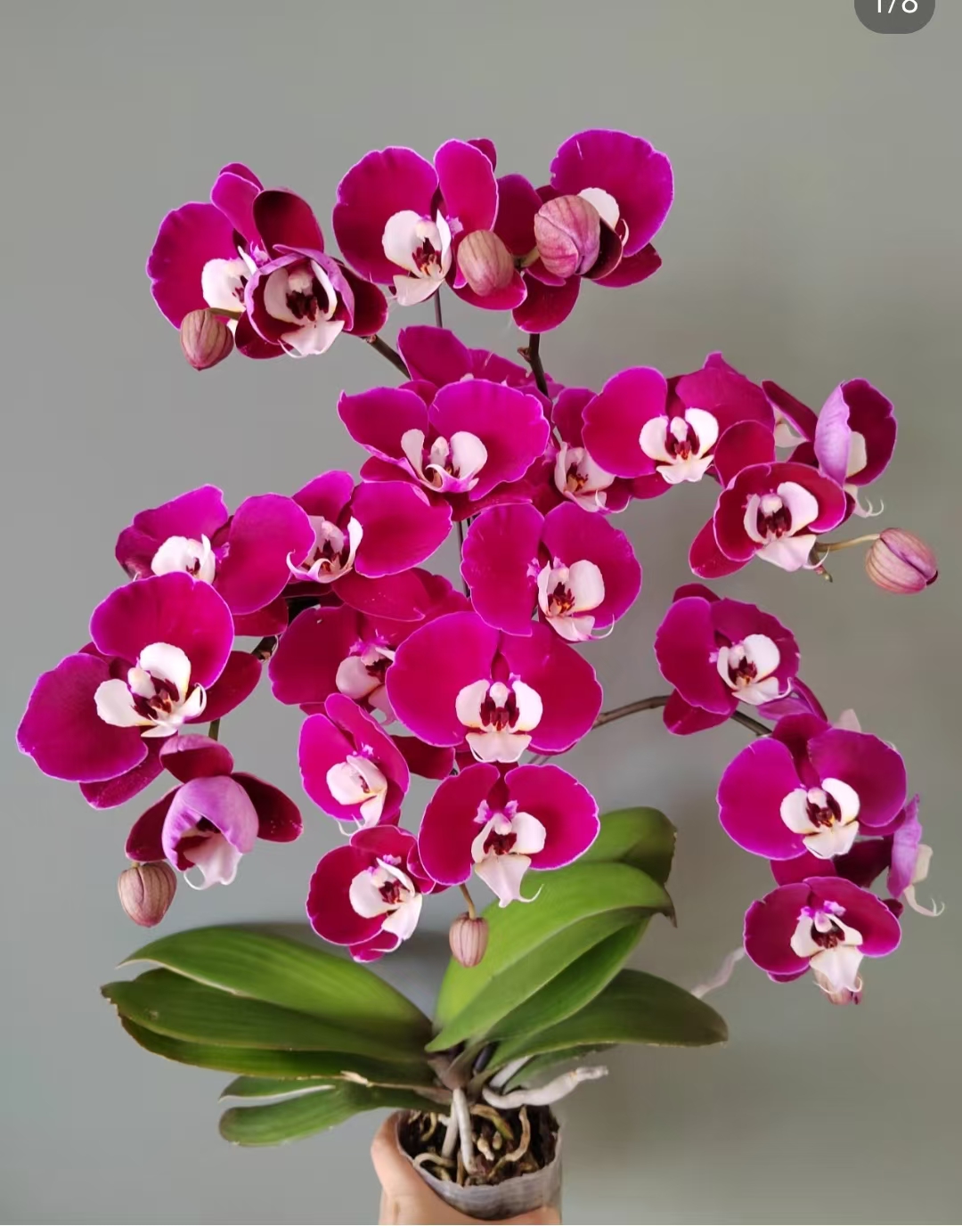 一个剑[米歇尔2.8杯】。没有开花