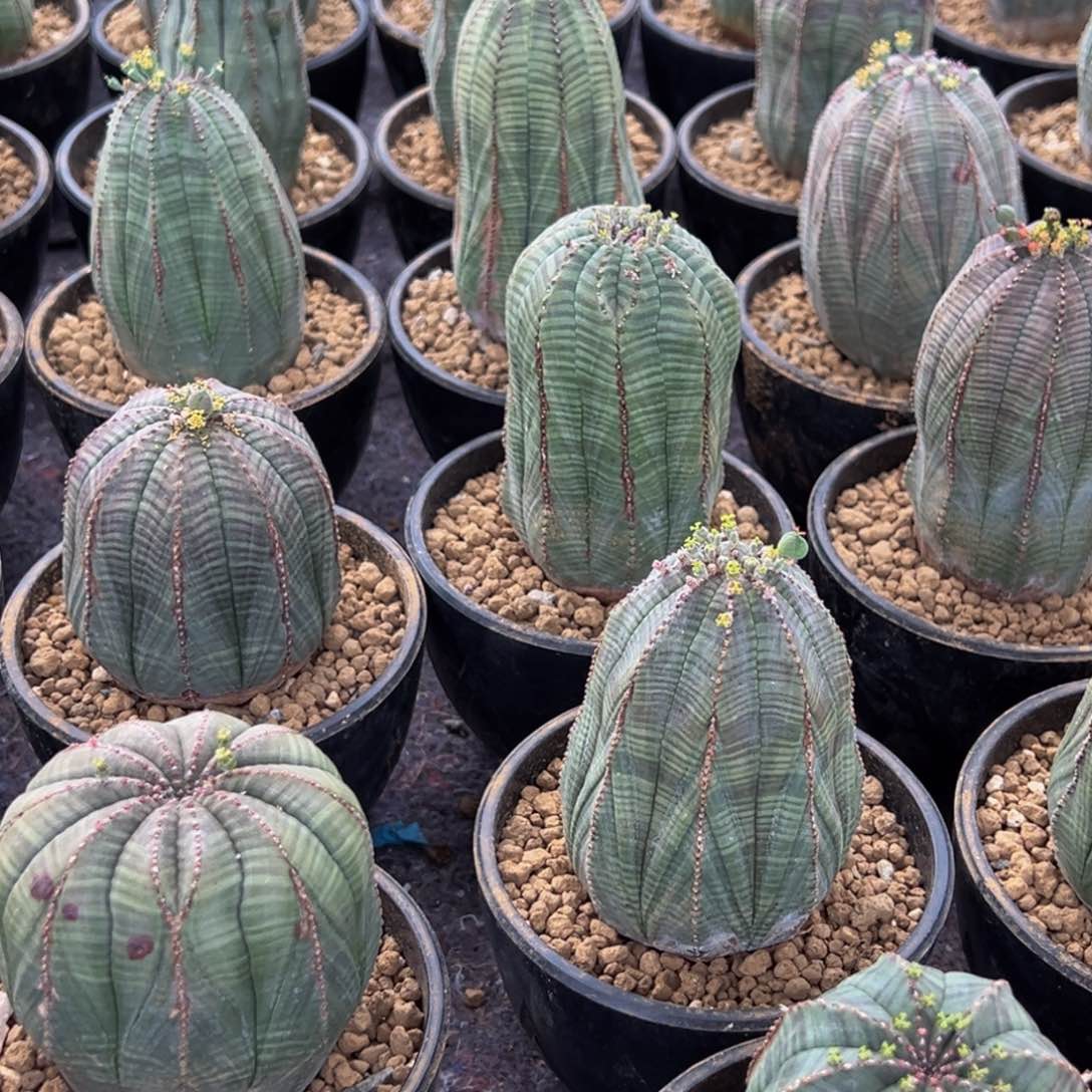 m欧系布纹球一物一拍