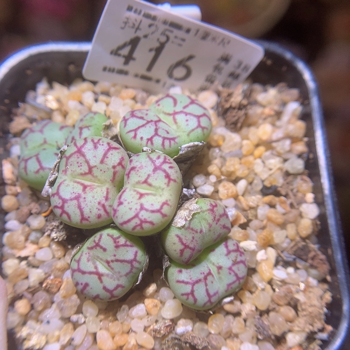 精品生石花25.416