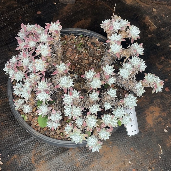 白菊瑕疵特价不售后大群量拍11251