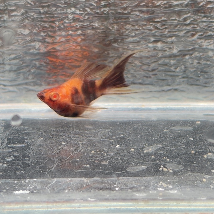孔雀鱼玛丽鱼一条可可