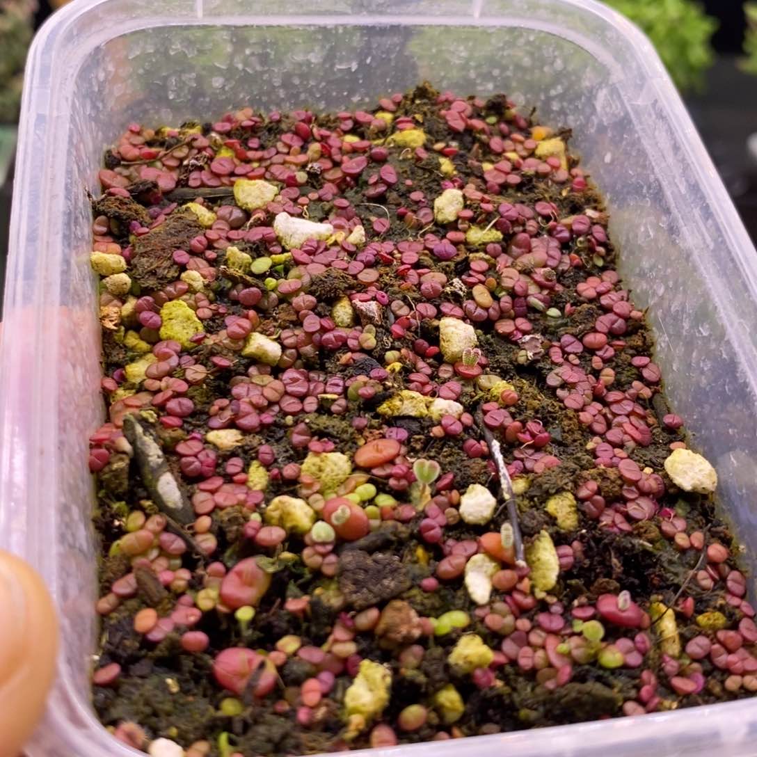 552混合切糕10个品种。   