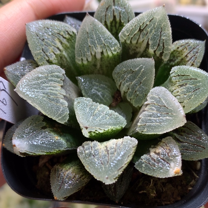 冰上之舞带盆土发货