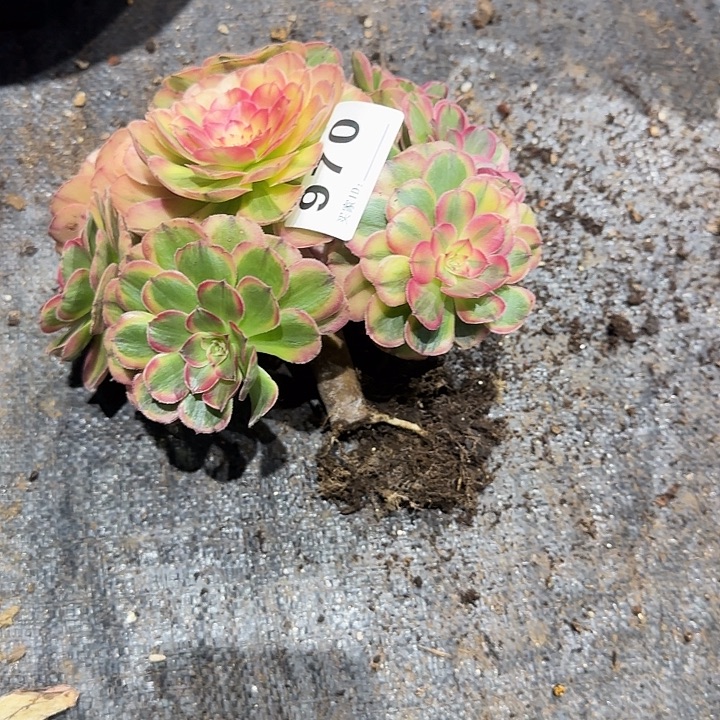 精品多肉植物0970