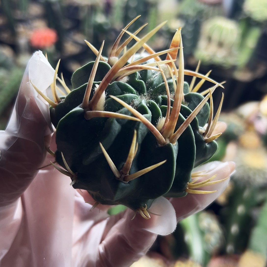 龙剑仙人球111111111