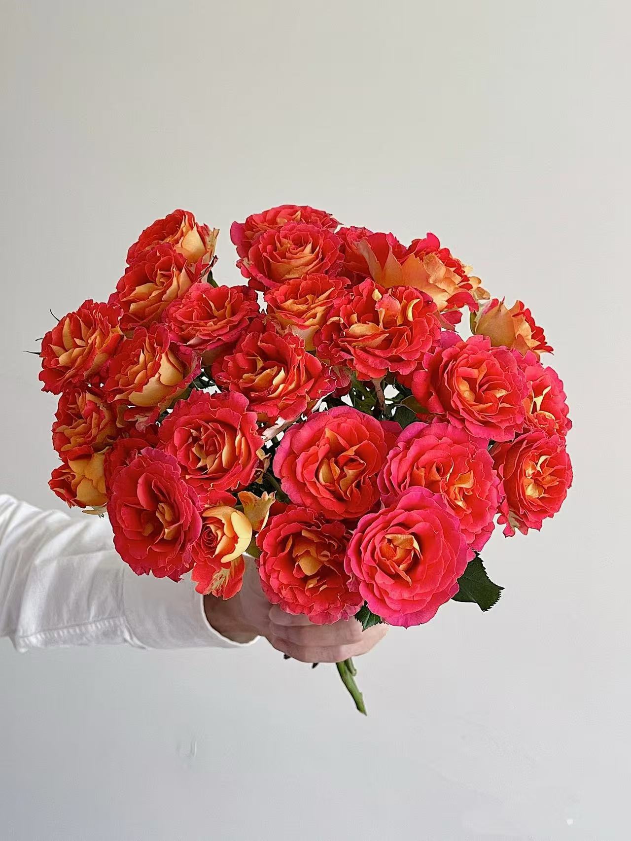 【双鱼座/二乔】复色月季室外阳台庭院楼顶灌木花期四季开花