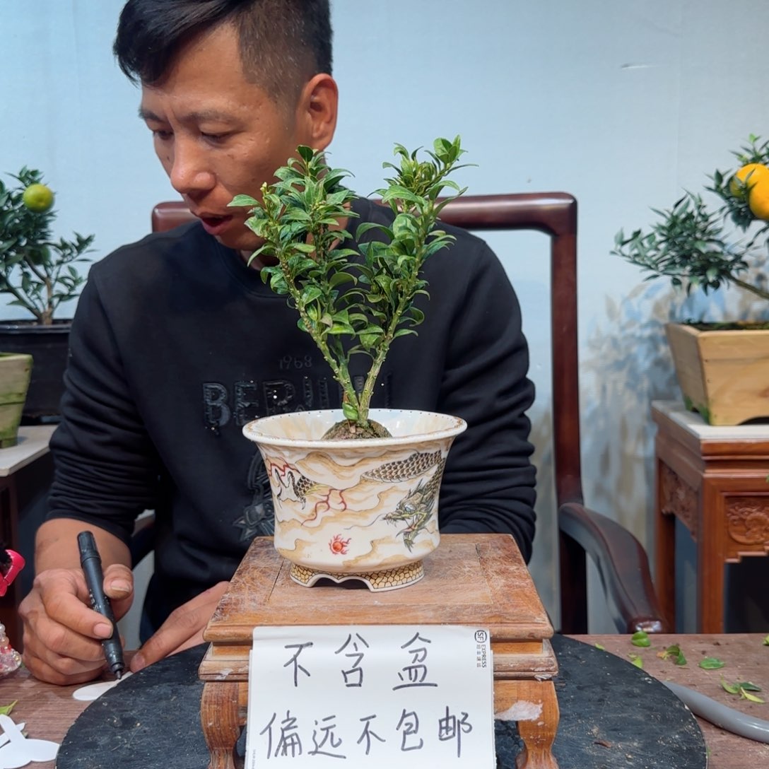 当前无花朵，栽培后可花朵肥**肥