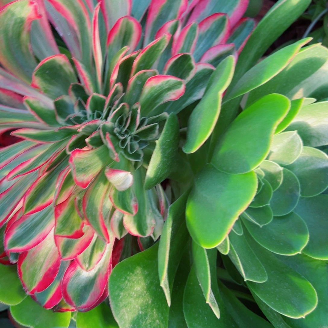 我3618 号多肉法师新年福利