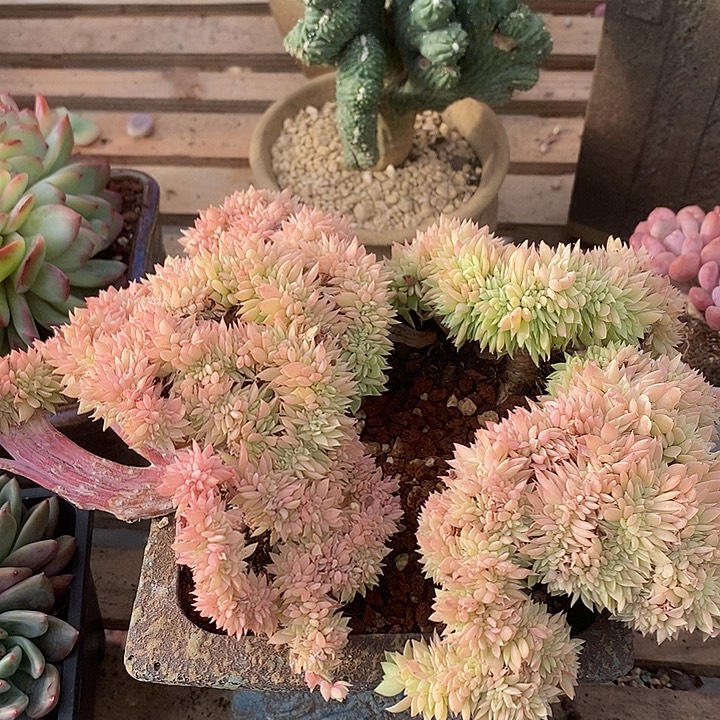 多肉植物肉肉植物
