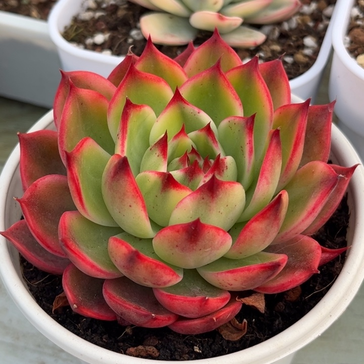 桃花锦一颗价格发货