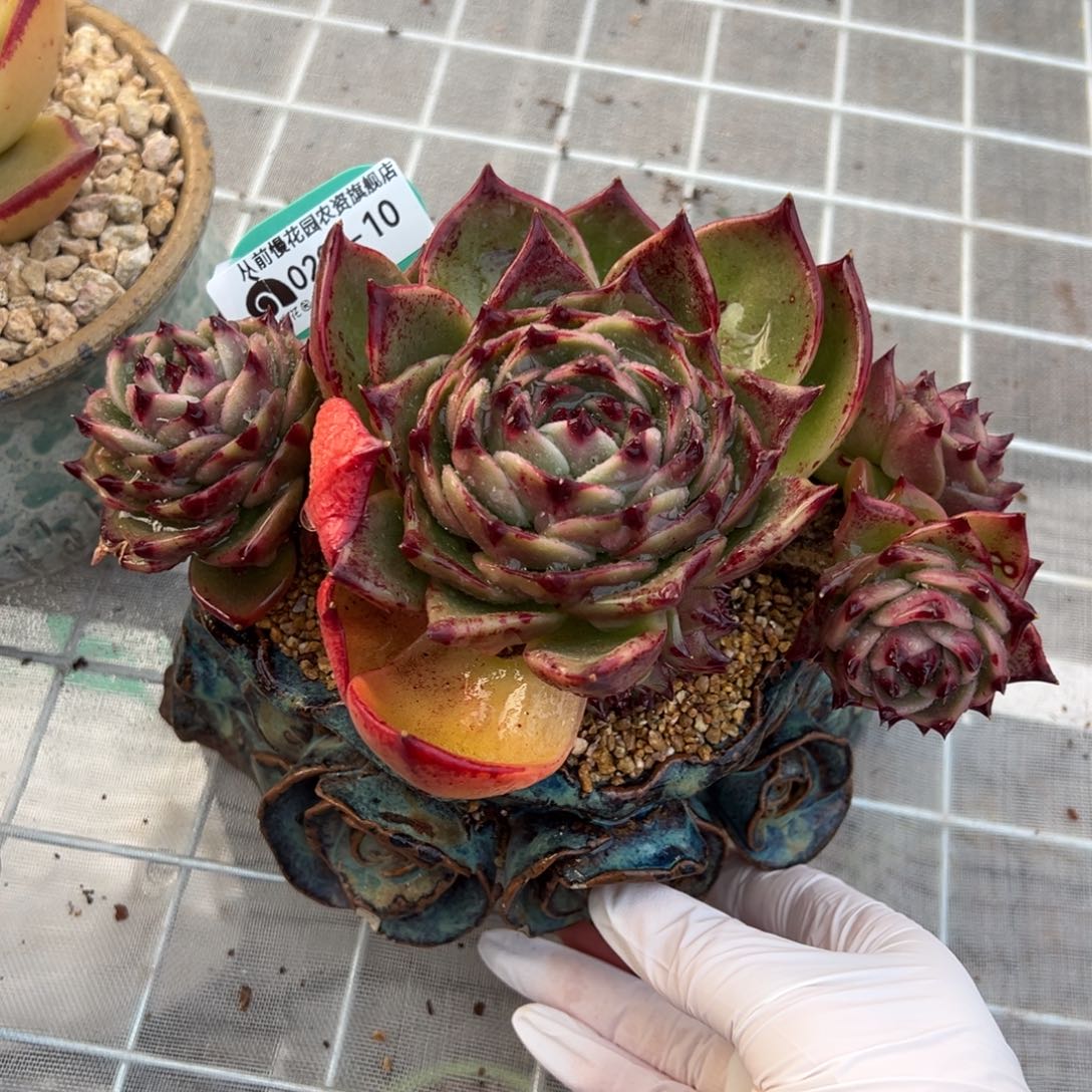 从前慢多肉精选编号0209.10