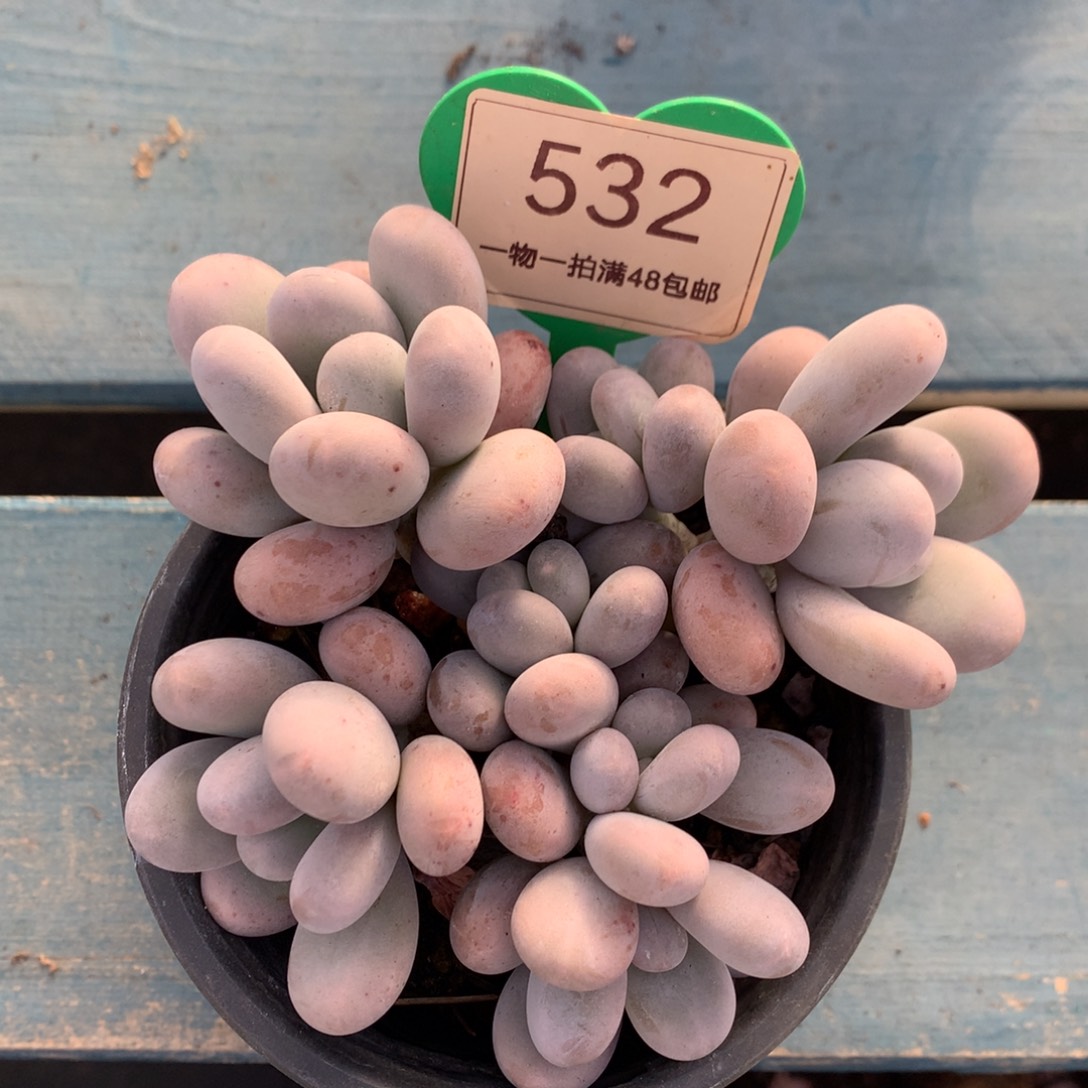 蛋白石奶酪无砍平头532