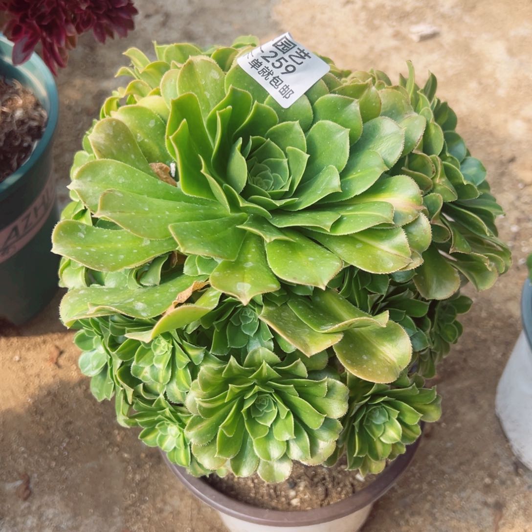 翡翠琉璃多肉植物259