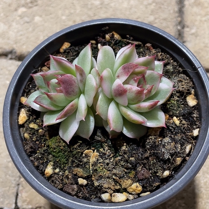 黑水晶锦一物一拍