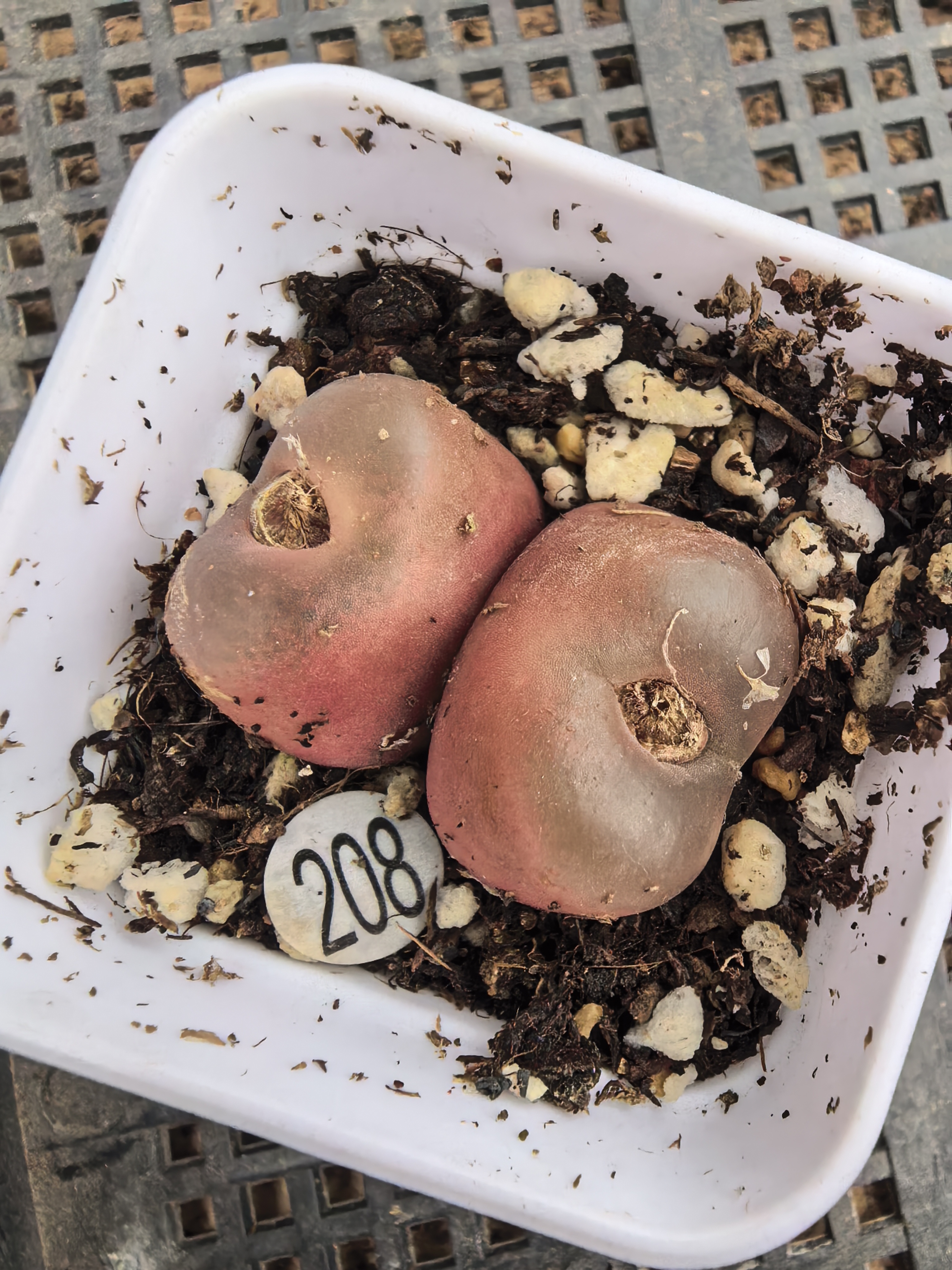 2.2/2.4cm多肉植物