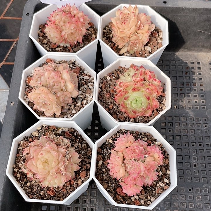 薇薇安园艺多肉2223