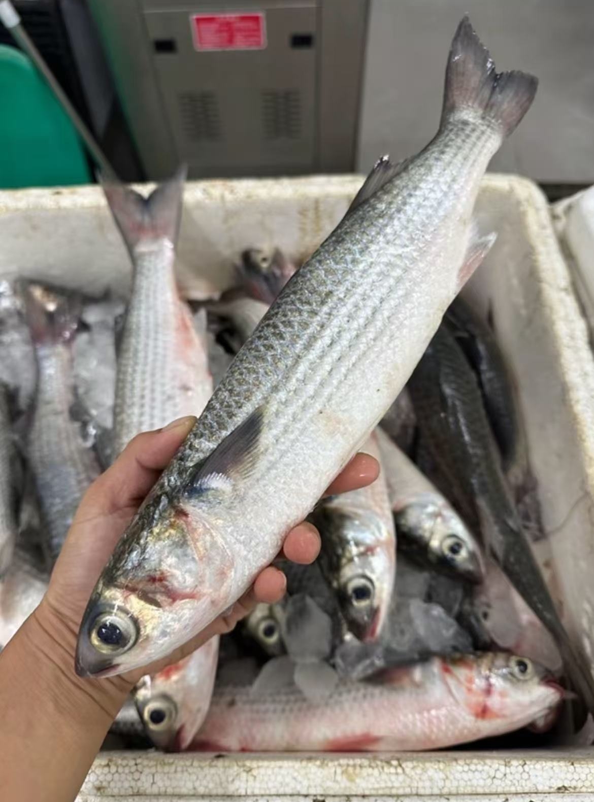 乌头鱼（乌鱼）无小刺潮汕码头直发顺丰冷链