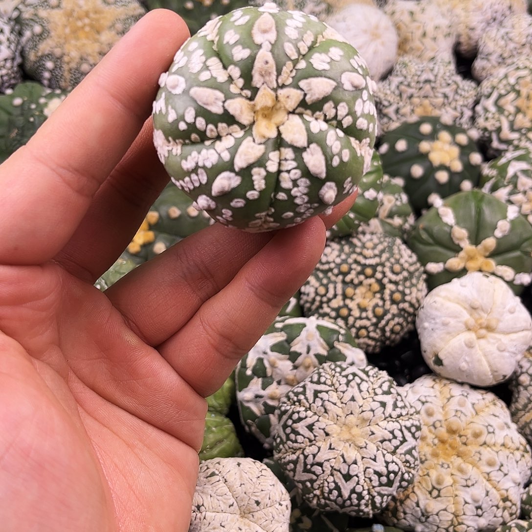 哈哈哈哈哈哈哈ｖ兜兜兜