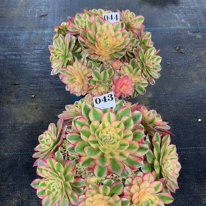 一***涯法师倾城043 044000000