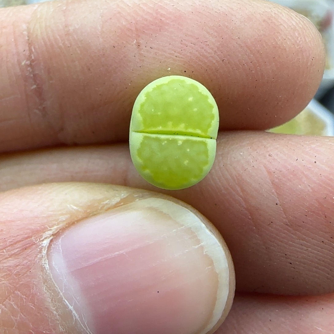 423小个子清框福利30包邮