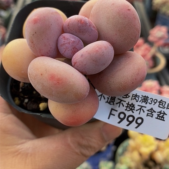 蛋黄奶单头999多肉植物