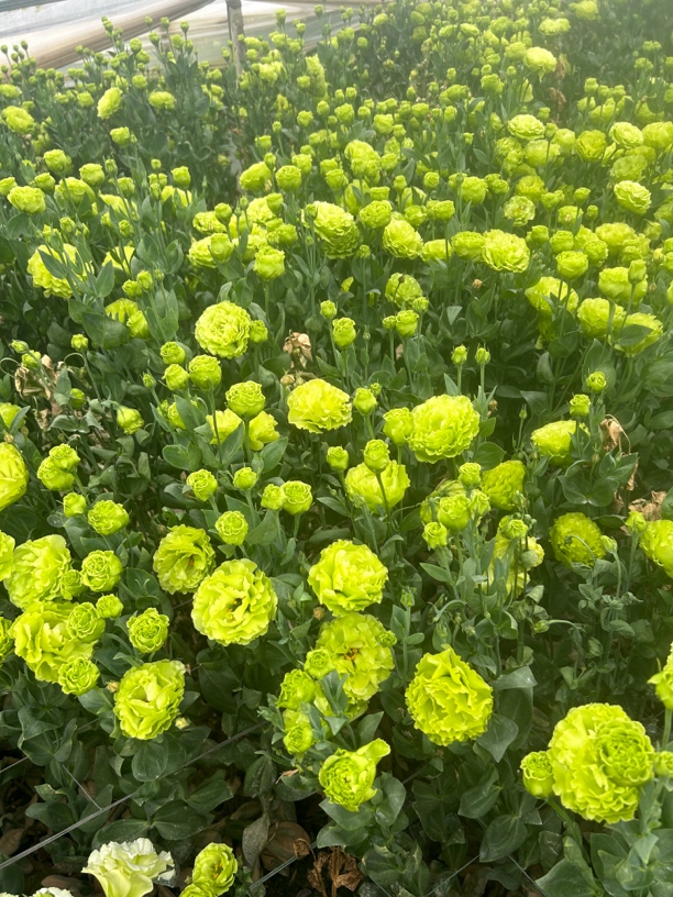 云岭翠绿洋桔梗基地种植现采现发