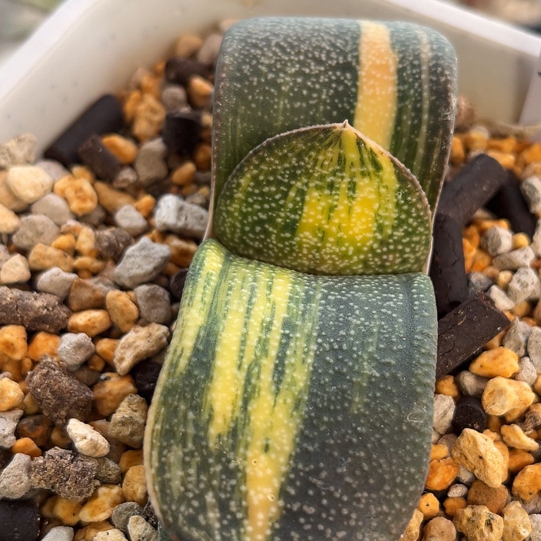 507脱土发货111111111