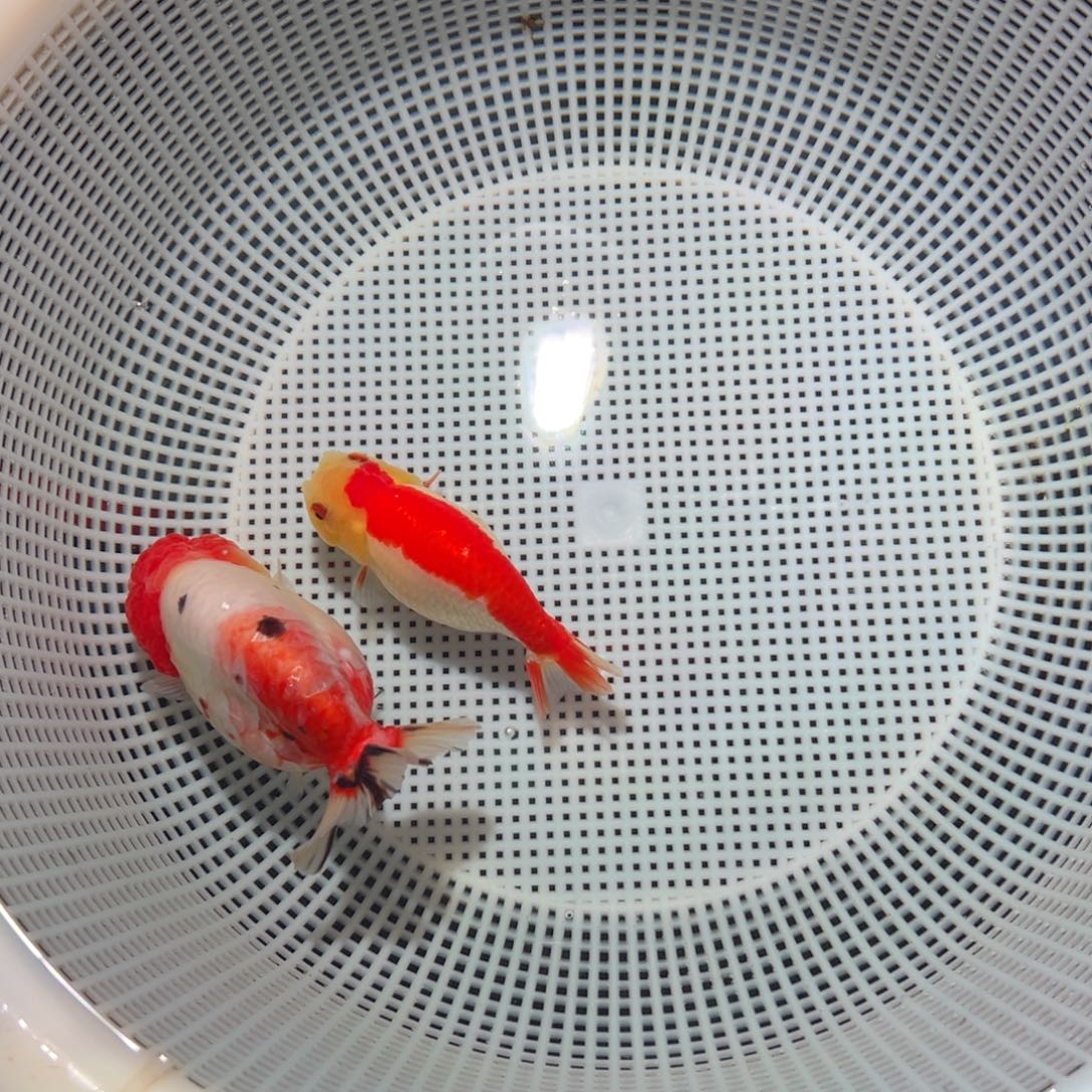 一***笑金鱼潘氏金鱼兰寿金鱼