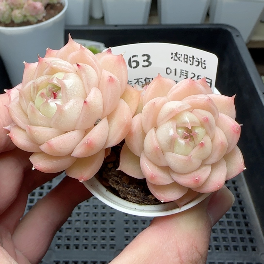 安*?0126-163包子麦秆