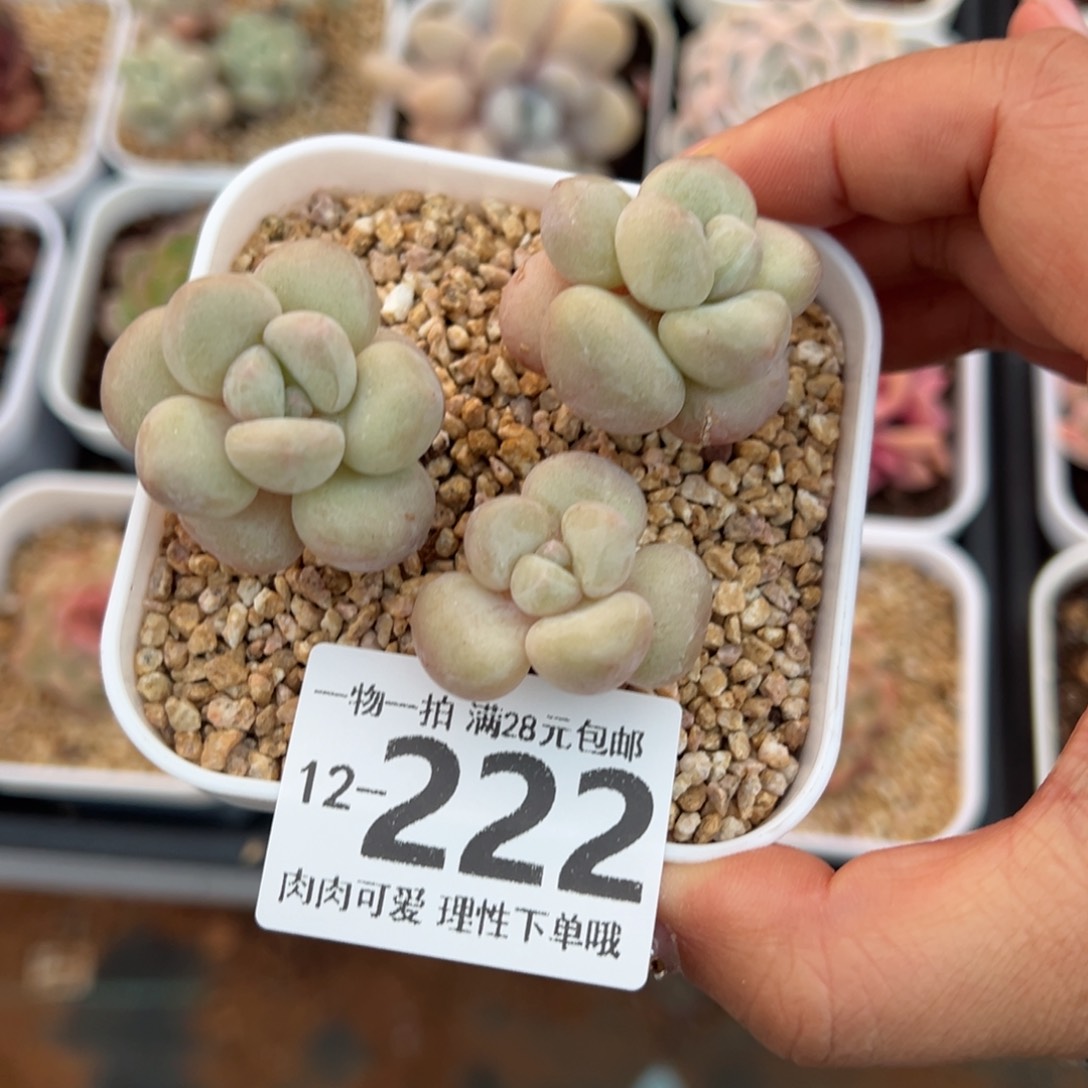 泡泡糖多肉多肉多肉多肉