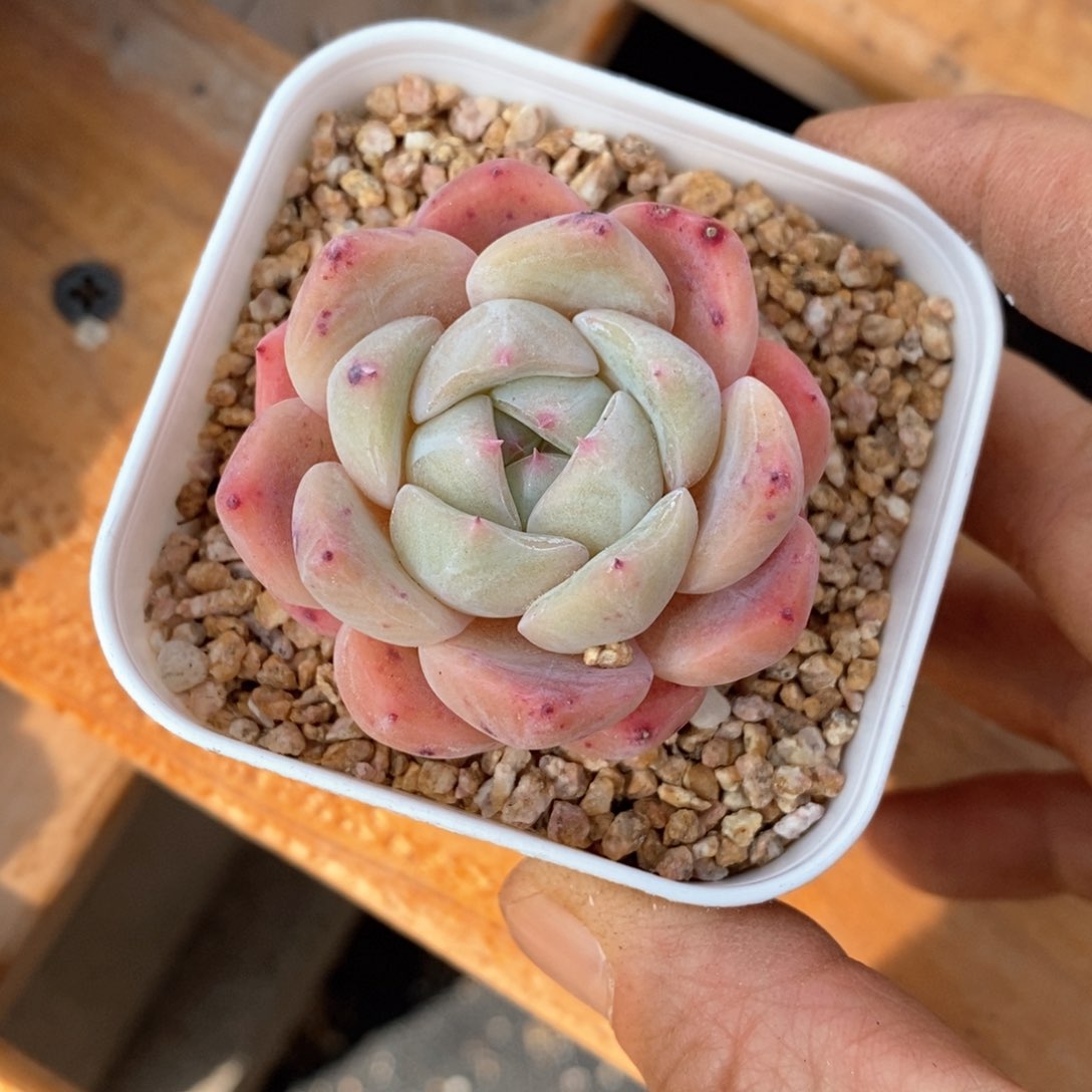 精品多肉一物一拍不包整159