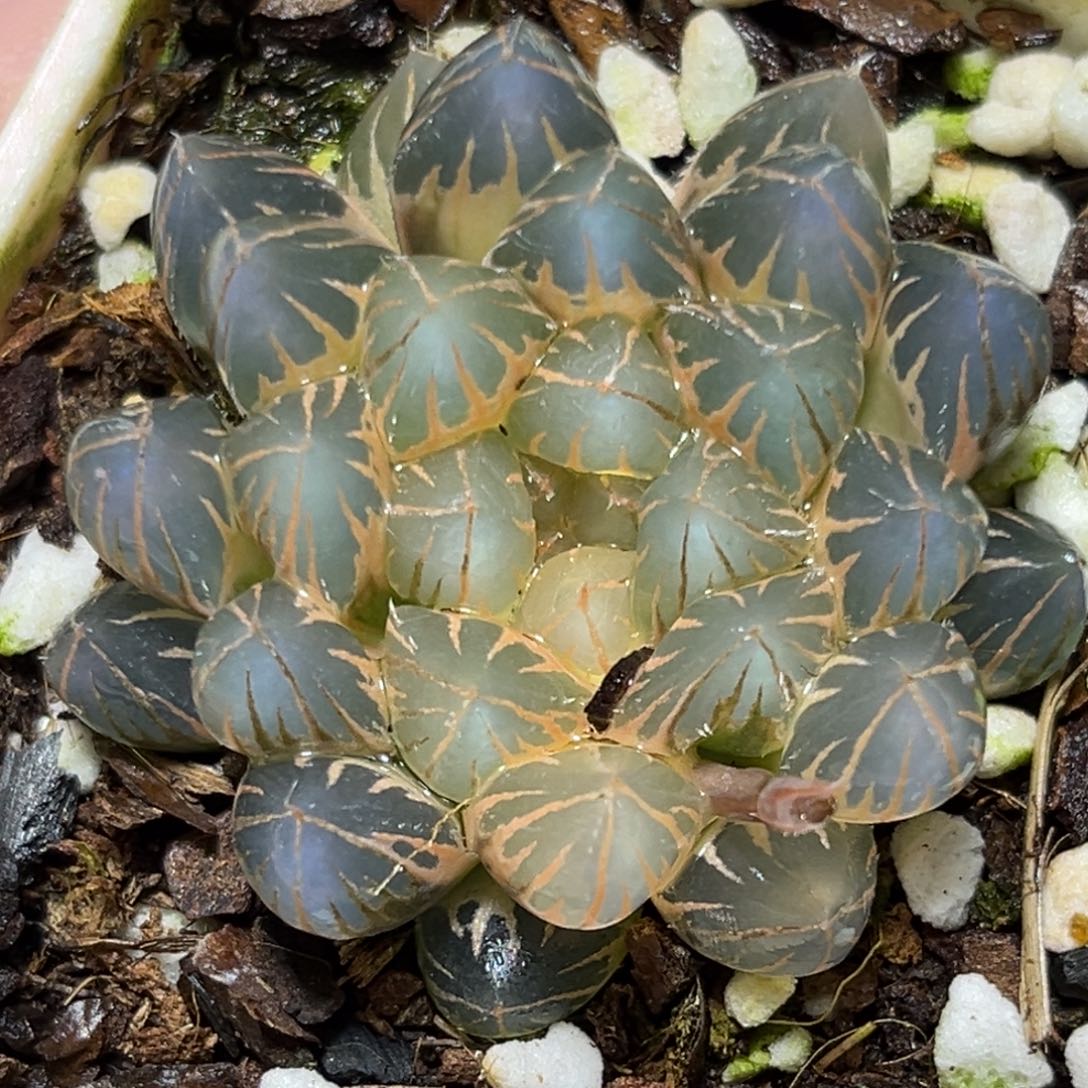 恭喜发财大吉大利0096