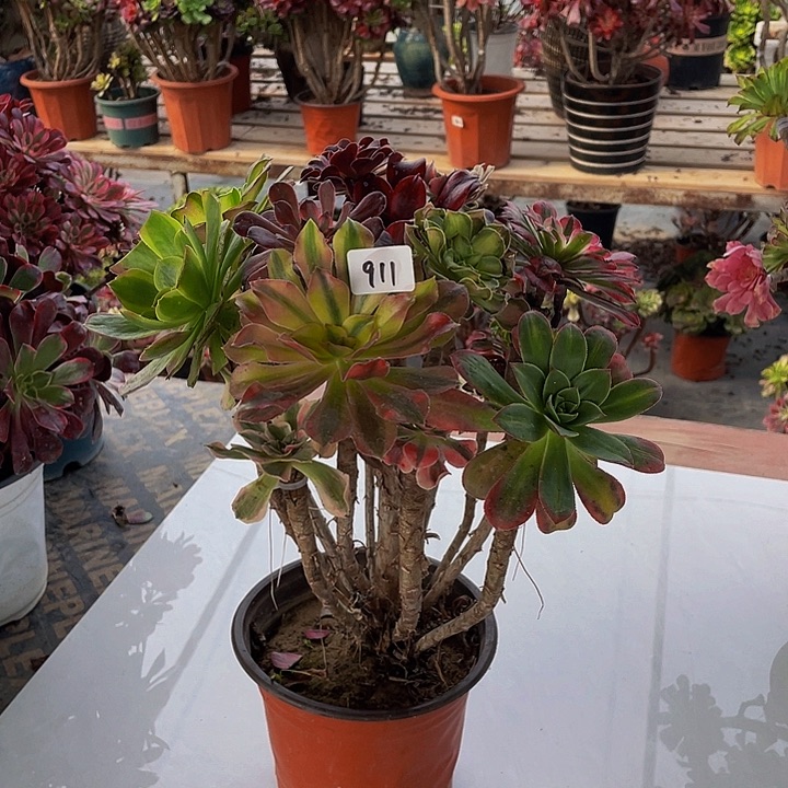 x***儿架接000000000911号