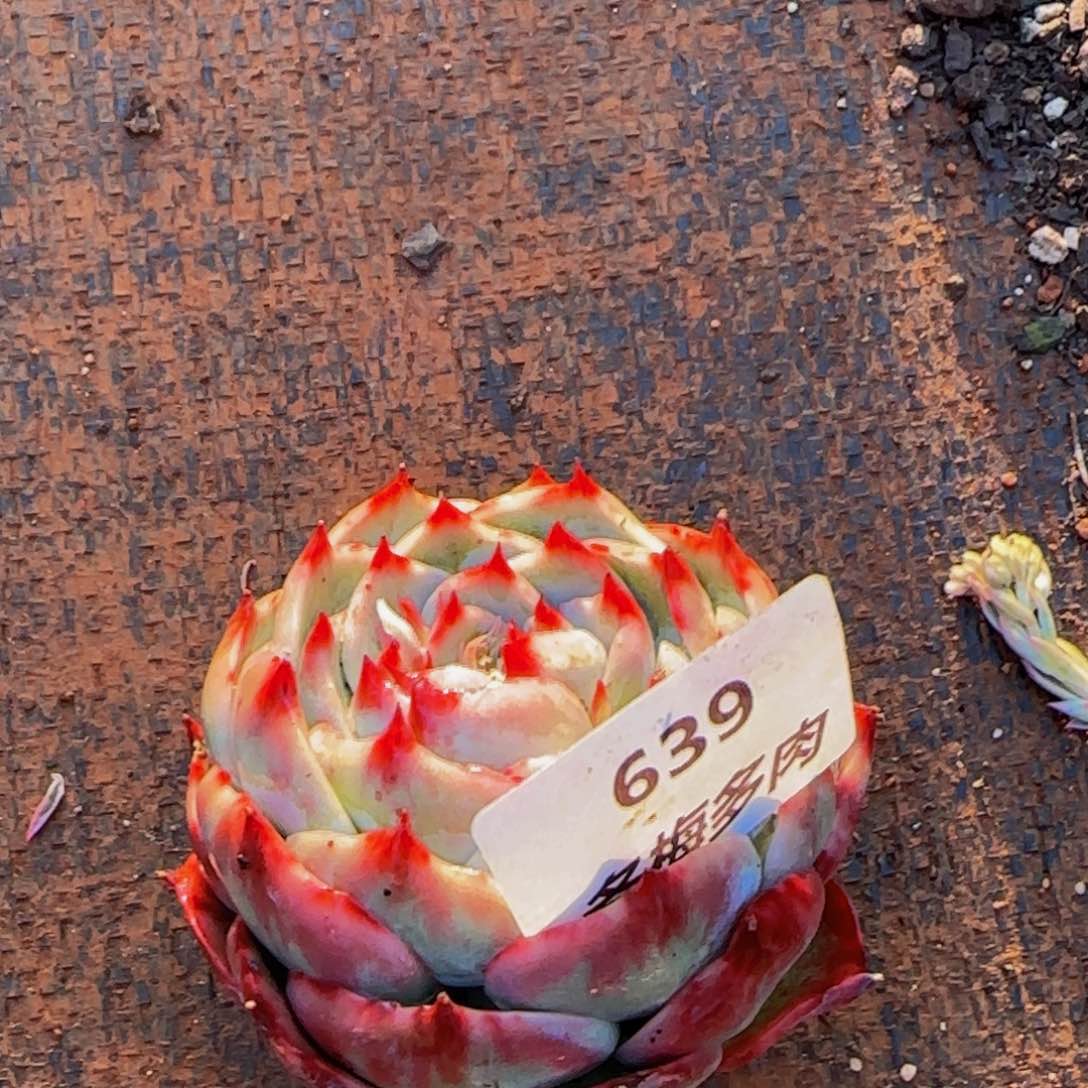 橘*?云南精品多肉639