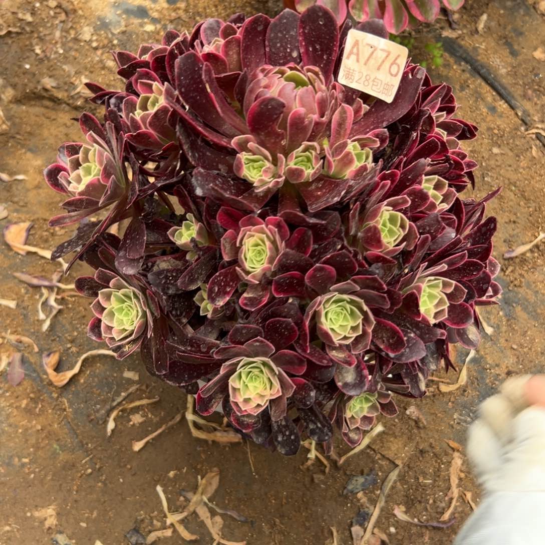 776多肉  金丝雀     