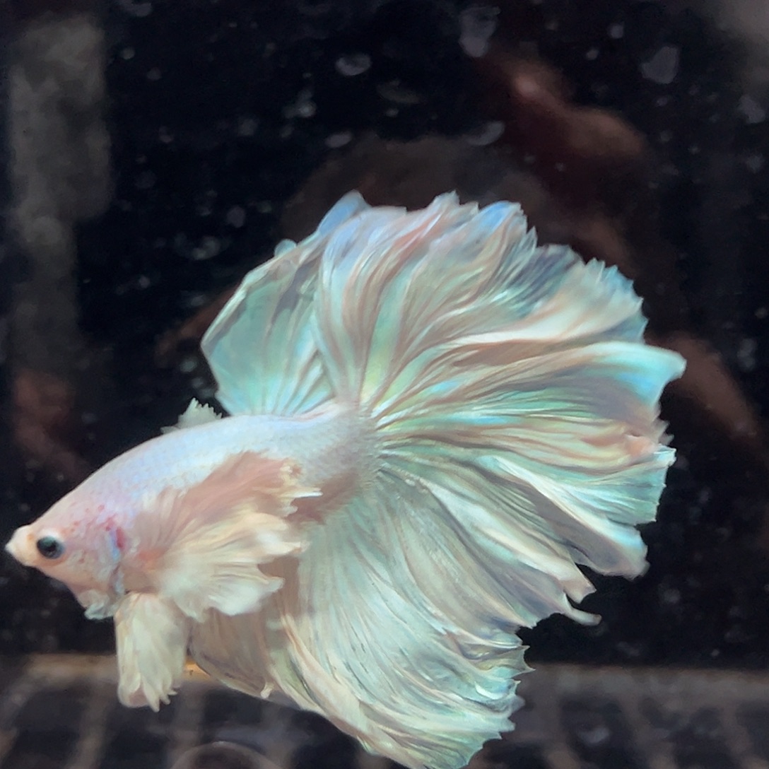 斗鱼26号活动价仙气飘飘巨耳