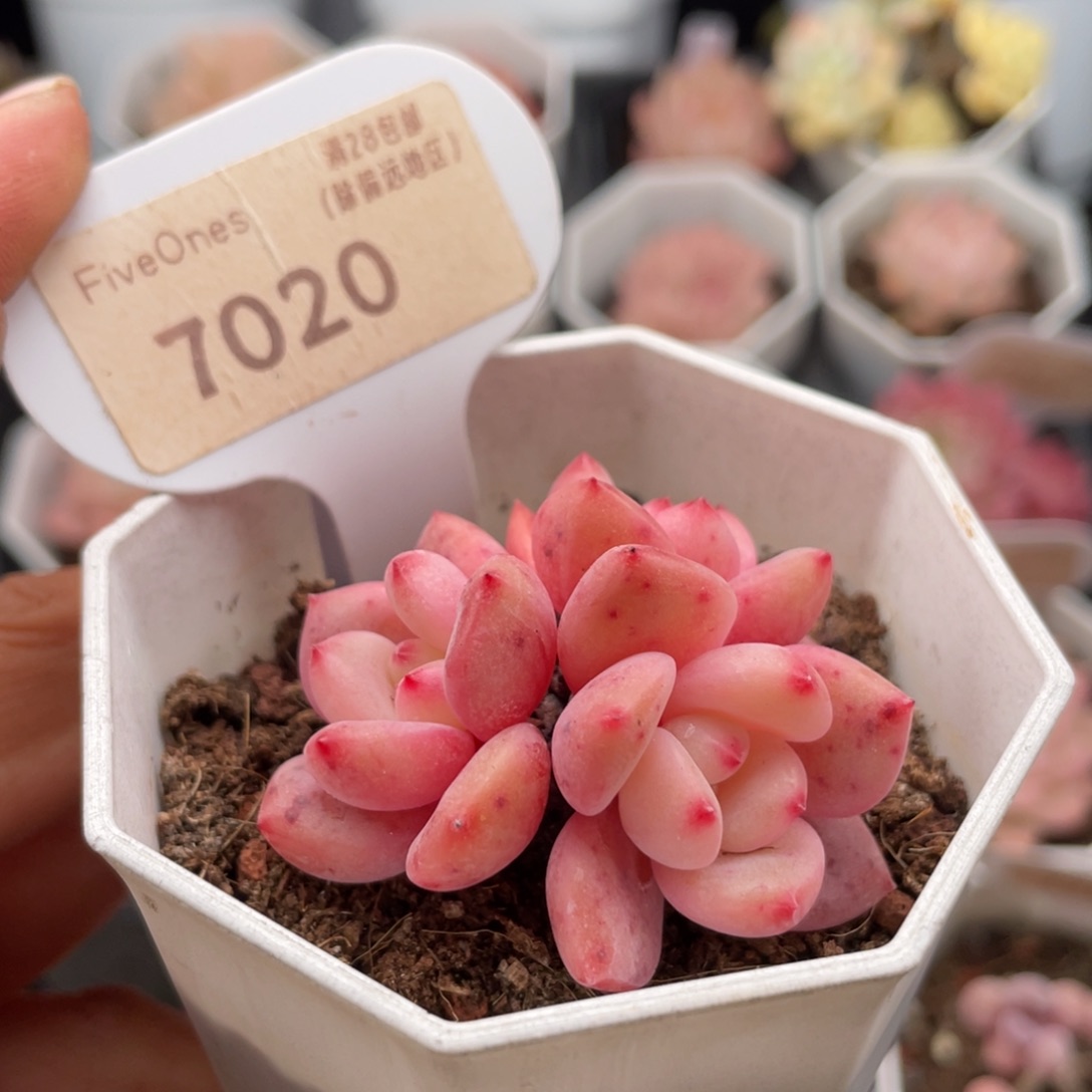 林依晨7020-5.0厘米