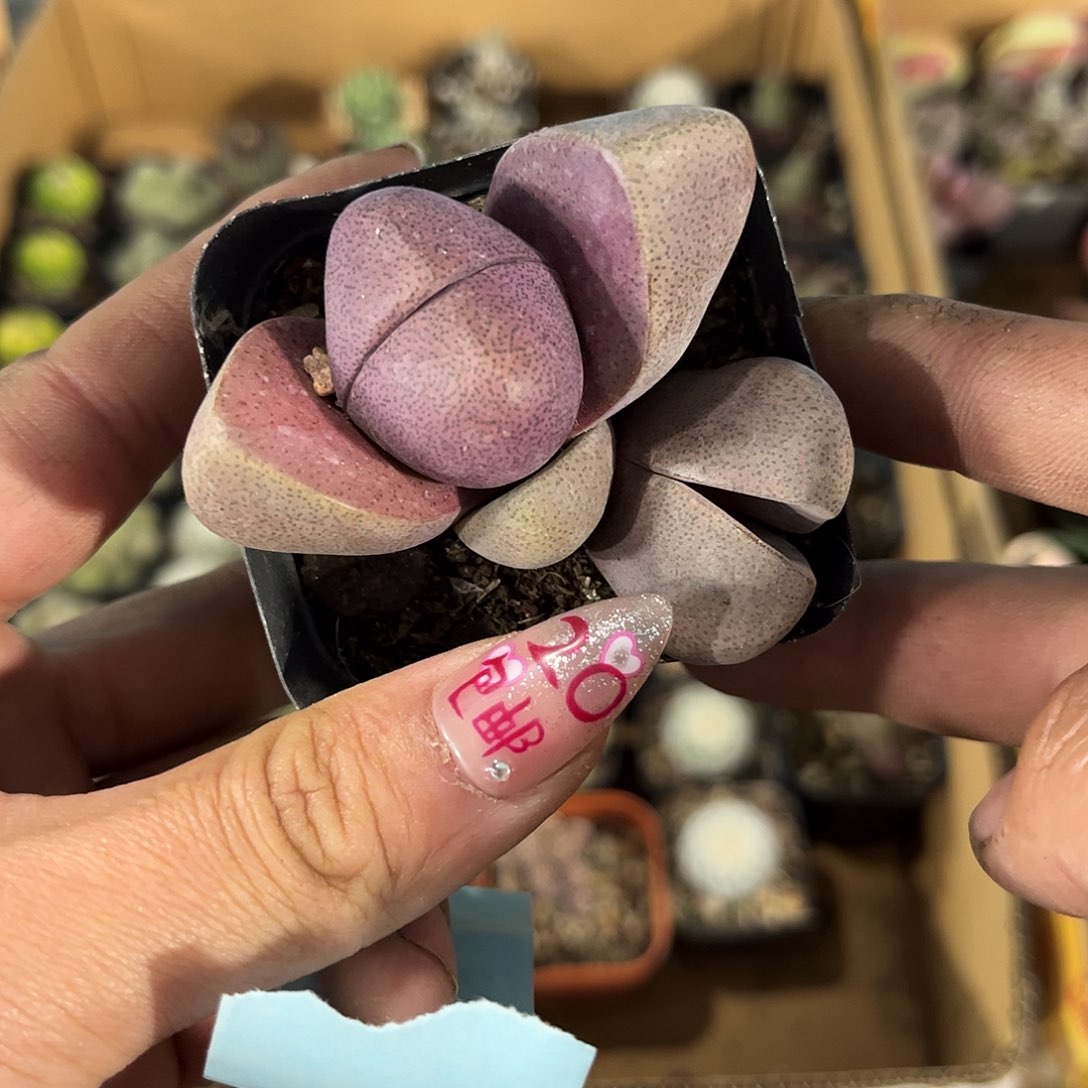 26218一物一拍单头发货