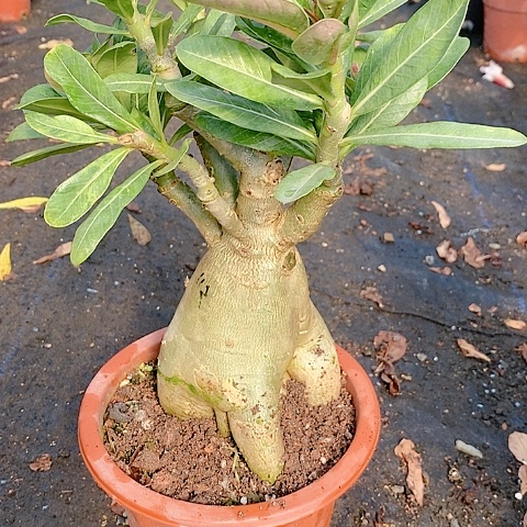 【闪购商品】无花朵小***N