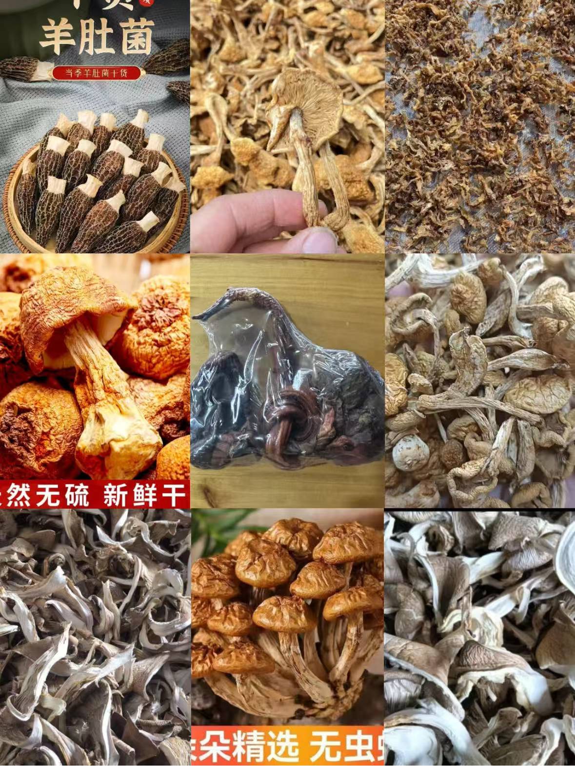 FD71 【边】高端品质   香菇菌子   现收山货