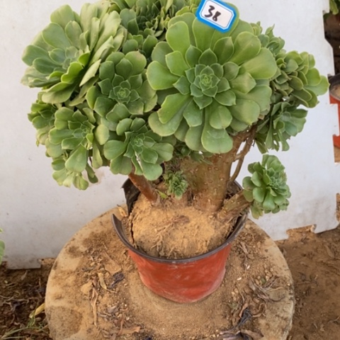 小*绪绿杨蓉缀一物一拍