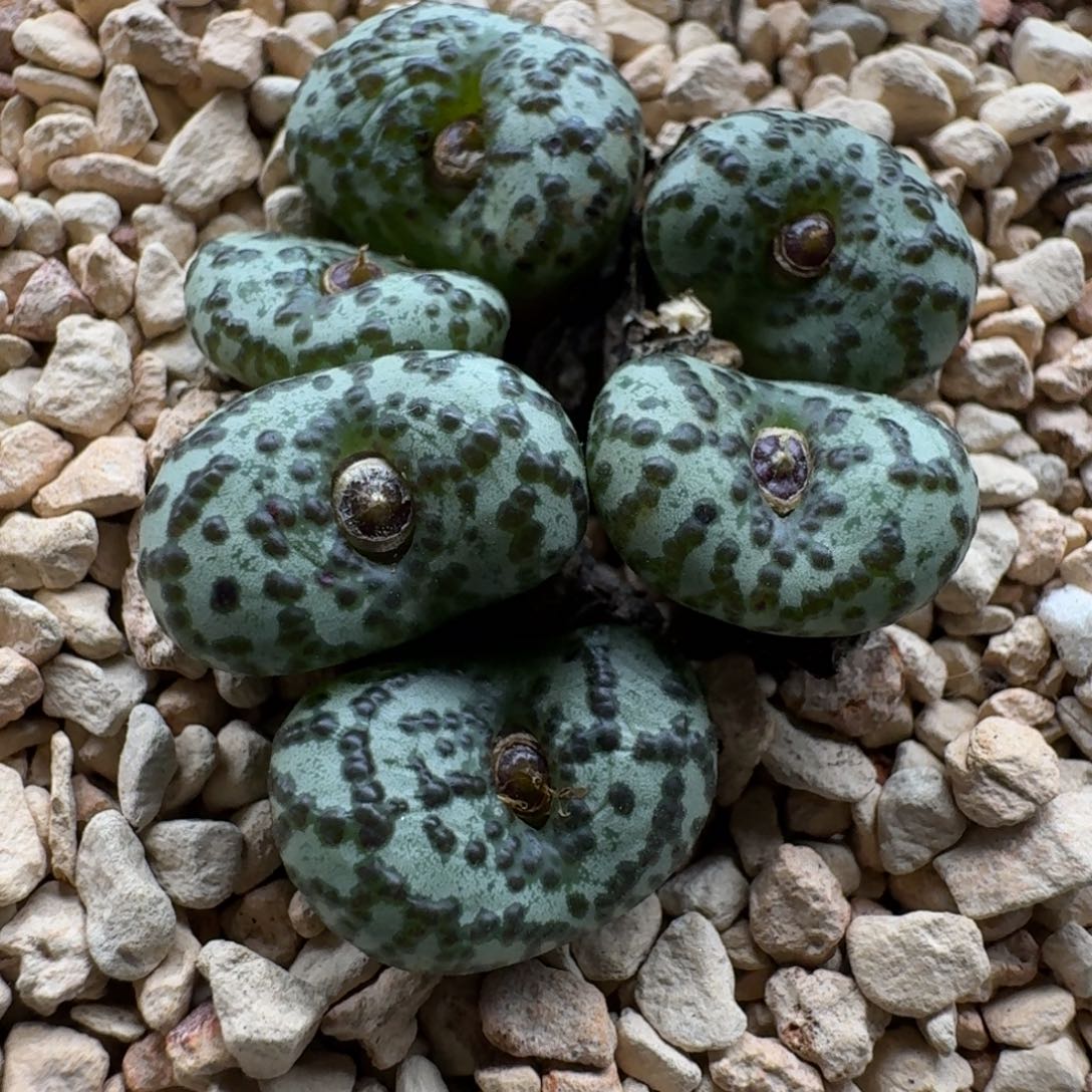 M***a1202-027肉锥肉锥肉锥