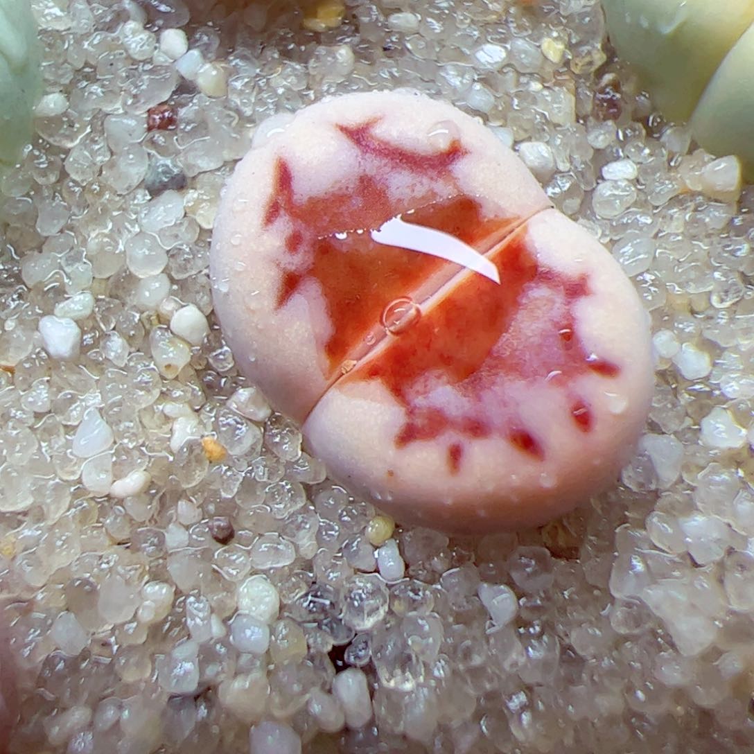 115 94优秀的肉肉114